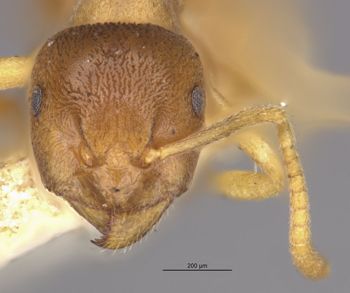 Media type: image;   Entomology 21685 Aspect: hefa
